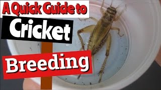 Breeding Crickets A Quick Guide [upl. by Utas33]