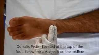 Locating Pulse  Posterior Tibial Dorsalis Pedis Popliteal and Femoral Pulse page 2 of 3 [upl. by Artimas]