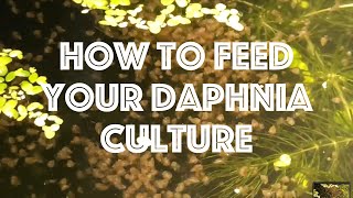 How To Feed Your Daphnia Culture [upl. by Rubin]