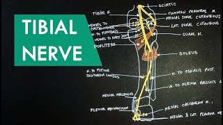 Tibial Nerve  Anatomy Tutorial [upl. by Aicilaanna]