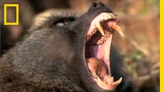 Baboon Attack  National Geographic [upl. by Bertle]