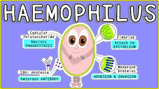 Haemophilus Microbiology Morphology Pathogenesis Diagnosis Treatment [upl. by Blayze]