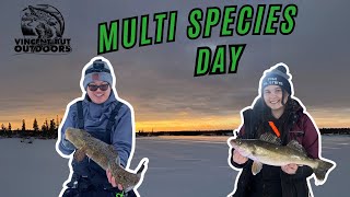 Yellowknife Early Ice Fishing  Multi Species [upl. by Eelirak639]