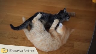 Divertidos gatos peleando como locos  funny cats fighting [upl. by Asseralc290]