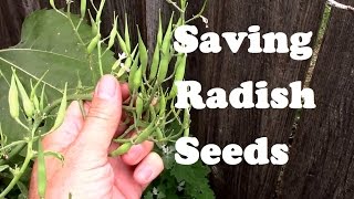 Saving Radish Seeds For Planting  From Flowering to Collecting [upl. by Ambrosius]