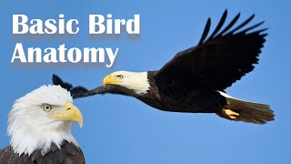 Basic Bird Anatomy [upl. by Liana]