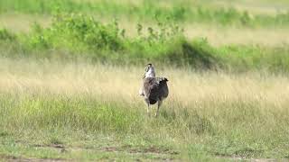 Male Kori bustard [upl. by Naitsabas]