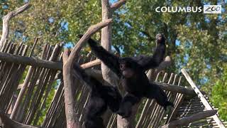 Why do Gibbons Sing — Columbus Zoo Qs [upl. by Carlota]