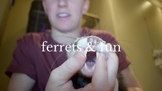 Everything You Need to Know Before Buying A Ferret [upl. by Berke]