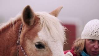 Budweiser Clydesdales Help Purina Surprise Far View Horse Rescue [upl. by Muhcan]