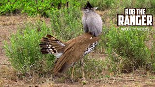 Kori Bustard Display  Heaviest Flying Bird  Kruger National Park [upl. by Rebm899]