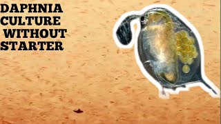 HOW TO CULTURE DAPHNIA NATURALLY WITHOUT A STARTER [upl. by Melac]