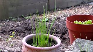 How to Harvest Chives  Cut and Come Again [upl. by Trahern]