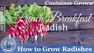 How to Grow Radishes PROGRESSION Complete Growing Guide [upl. by Farmann761]