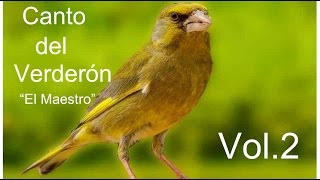 Canto del Verderón el maestro volumen 2HD [upl. by Ahsillek]