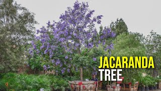 Add These Purple Flowering Trees to Your Landscape Jacaranda Trees [upl. by Consuela]