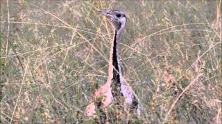 Amazing call of the Blackbellied Bustard [upl. by Ajak]