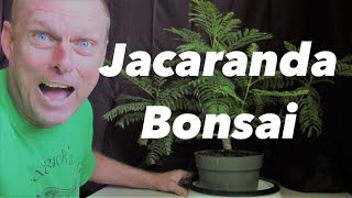 Jacaranda bonsai from seed 25 years old [upl. by Celka]