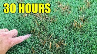 How to Kill Nutsedge in Lawn [upl. by Garwin873]