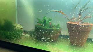 Daphnia Culturing Snails or no snails [upl. by Vania]