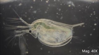 Daphnia magna under the Microscope [upl. by Ecargyram488]