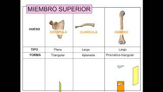 Huesos de miembro superior [upl. by Atsahs]