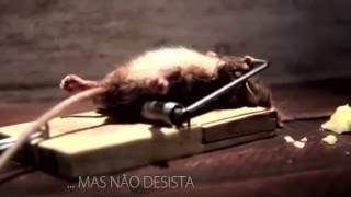 Motivação  Aprenda Resiliência com o Ratinho  engraçado [upl. by Petty]