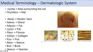 Medical Terminology  Lesson 10  Skin and Skin Conditions Dermatology [upl. by Eiramanel]