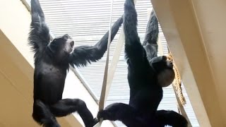 Siamang Gibbons howling and playing [upl. by Olympium517]