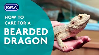 How to care for a bearded dragon [upl. by Pedaiah69]