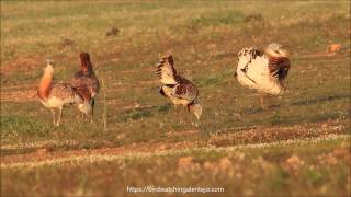 Great Bustard Courtship Behaviour [upl. by Marget93]