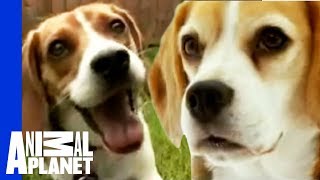 The Beloved Hound The Beagle  Dogs 101 [upl. by Sikleb]