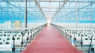 Greenhouses amp Technology Projects  NOVAGRIC [upl. by Lilithe326]