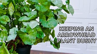 KEEPING AN ARROWHEAD PLANT BUSHY WHAT TO DO WITH A LEGGY SYNGONIUMJoyUsgarden [upl. by Maxantia]