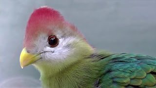 Redcrested Turaco  Exotic Birds [upl. by Bonis]