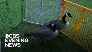 Goose gets surprise visitor while recovering from surgery [upl. by Enylodnewg]