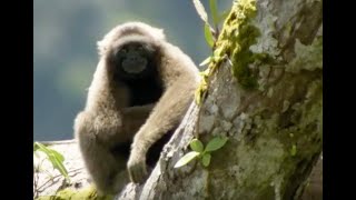 Discovering Gibbons  Expedition Borneo  BBC Earth [upl. by Tnaryb470]