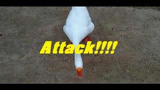 AGGRESSIVE GOOSE ATTACK [upl. by Alton]