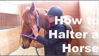 How to Halter a Horse [upl. by Home]