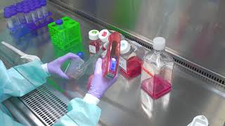 Passaging Cells Cell Culture Basics [upl. by Hagood]