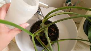 How to know when to water your Monstera deliciosa [upl. by Clorinda]