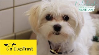 Rescue dogs meet amp greet with Dogs Trust [upl. by Caves]