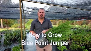 How to grow Blue Point Juniper Christmas tree shaped Juniper with a detailed description [upl. by Rasure]