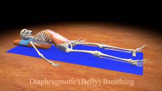 Diaphragmatic Belly Breathing [upl. by Sasnak]