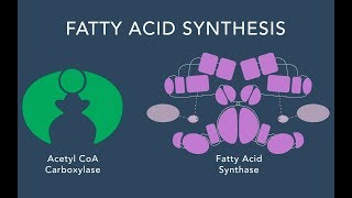 Fatty Acid Synthesis [upl. by Ecnerrot]