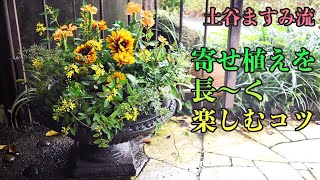 【 寄せ植え初心者必見 】寄せ植えを長〜く楽しむコツ！ [upl. by Naveb92]