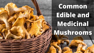 A Brief Guide to Common Edible Mushrooms [upl. by Ike]