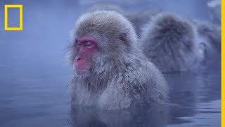 Monos de nieve MEDITATIVOS pasando el rato en AGUAS TERMALES  National Geographic en Español [upl. by Hoeg503]