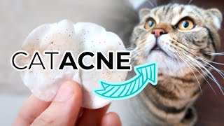 FELINE ACNE TREATMENT FROM HOME How To Remove Cat Acne or Blackheads From Your Cats Chin [upl. by Eliga]