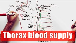 Arterial supply of the Thorax  Anatomy Tutorial [upl. by Atteuqcaj546]